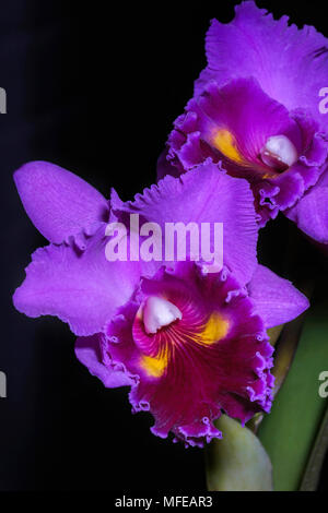 Makro Foto von Lila dendrobium Orchid mit schwarzem Hintergrund Stockfoto
