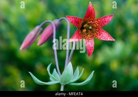 BOLANDER LILYS endemisch Lilium bolanderi Keks Brandabschnitt, Rough & Ready Creek, Siskiyou Berge, Southern Oregon, USA Stockfoto