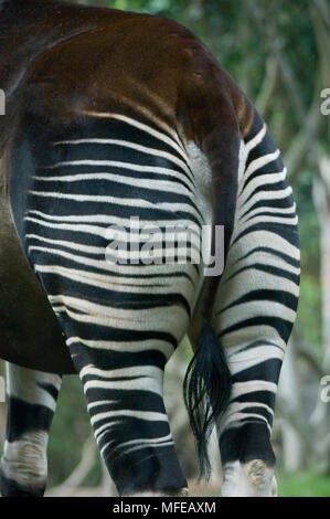 OKAPI Okapia johnstoni gestreifte Hinterhand San Diego Zoo. USA. Native zu Congo Basin. Stockfoto