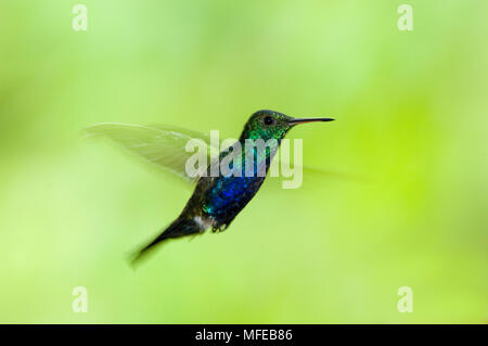Violett-BELLIED HUMMINGBIRD Damophila julie Buenaventura finden, El Oro, Ecuador Stockfoto