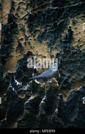 Braun NODDY Anous stolidus Rastplätze auf erodierten Felsen Insel Isabela Galapagos. Stockfoto