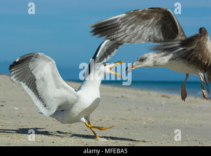 Gelb-FOOTED GULL Larus livens Nach Schelte juvenile Meer von Cortes, Baja Kalifornien, Mexiko Stockfoto