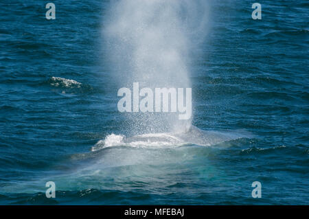 Blauwal Balaenoptera musculus an der Oberfläche Meer von Cortes, Mexiko abblasen Stockfoto