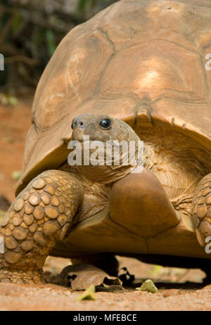 Madagaskar PFLUGSCHAR SCHILDKRÖTE Geochelone yniphora Mann in Gefangenschaft Zuchtprogramm, Durrell Wildlife Trust gefährdet, Madagaskar Stockfoto