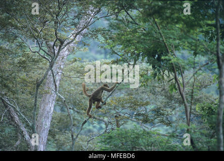 NORTHERN WOOLLY SPIDER MONKEY oder MURIQUI (Brachyteles hypoxanthus arachnoides) SE Brasilien, Minas Gerais, Caratinga finden, Atlantischen Wald Stockfoto