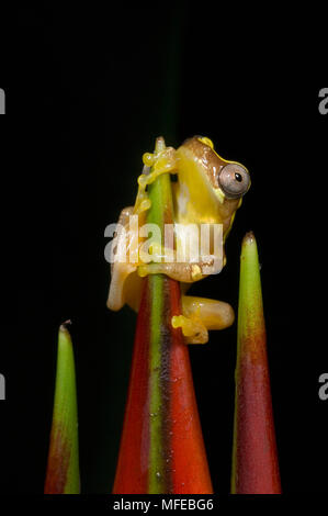 Sanduhr LAUBFROSCH (Hyla ebraccata) auf heliconia Blume, Costa Rica Stockfoto