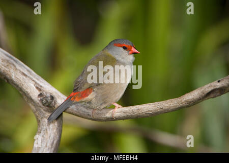 Rot der tiefsten FIRETAIL, Neochmia temporalis; Australien Stockfoto