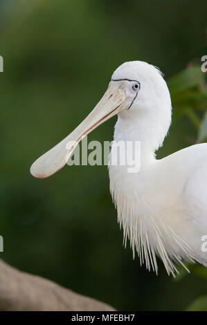 YELLOW-BILLED LÖFFLER, Platalea flavipes, Australien Stockfoto