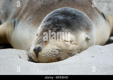 Australische Seelöwe, Neophoca cinerea; Schlafen am Strand an der Seal Bay, Kangaroo Island, Australien Stockfoto