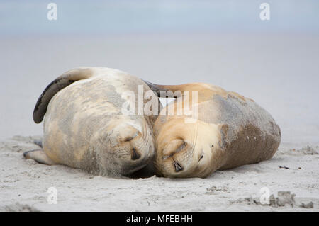 Australische Seelöwe, Neophoca cinerea; Schlafen am Strand an der Seal Bay, Kangaroo Island, Australien Stockfoto