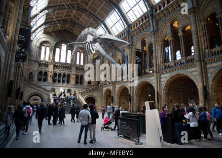 Gefederte Skelett eines Blauwals in Hintze Hall, der Haupteingang Platz am Natural History Museum in London, England, Vereinigtes Königreich. Das Museum zeigt eine breite Palette von Proben aus verschiedenen Segmenten der Naturgeschichte. Das Museum ist dem Leben und der Erde wissenschaft Exemplare aus rund 80 Millionen Artikel innerhalb von fünf wichtigsten Sammlungen: Botanik, Entomologie, Mineralogie, Paläontologie, Zoologie. Das Museum ist ein Zentrum der Forschung in der Taxonomie, Identifizierung und Erhaltung spezialisiert. Stockfoto