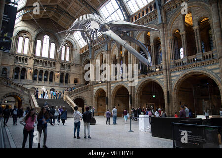 Gefederte Skelett eines Blauwals in Hintze Hall, der Haupteingang Platz am Natural History Museum in London, England, Vereinigtes Königreich. Das Museum zeigt eine breite Palette von Proben aus verschiedenen Segmenten der Naturgeschichte. Das Museum ist dem Leben und der Erde wissenschaft Exemplare aus rund 80 Millionen Artikel innerhalb von fünf wichtigsten Sammlungen: Botanik, Entomologie, Mineralogie, Paläontologie, Zoologie. Das Museum ist ein Zentrum der Forschung in der Taxonomie, Identifizierung und Erhaltung spezialisiert. Stockfoto