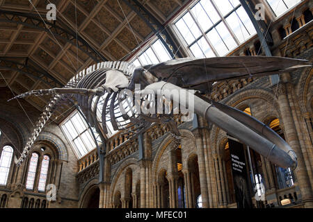 Gefederte Skelett eines Blauwals in Hintze Hall, der Haupteingang Platz am Natural History Museum in London, England, Vereinigtes Königreich. Das Museum zeigt eine breite Palette von Proben aus verschiedenen Segmenten der Naturgeschichte. Das Museum ist dem Leben und der Erde wissenschaft Exemplare aus rund 80 Millionen Artikel innerhalb von fünf wichtigsten Sammlungen: Botanik, Entomologie, Mineralogie, Paläontologie, Zoologie. Das Museum ist ein Zentrum der Forschung in der Taxonomie, Identifizierung und Erhaltung spezialisiert. Stockfoto