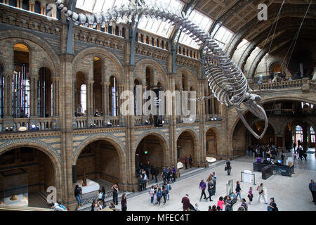 Gefederte Skelett eines Blauwals in Hintze Hall, der Haupteingang Platz am Natural History Museum in London, England, Vereinigtes Königreich. Das Museum zeigt eine breite Palette von Proben aus verschiedenen Segmenten der Naturgeschichte. Das Museum ist dem Leben und der Erde wissenschaft Exemplare aus rund 80 Millionen Artikel innerhalb von fünf wichtigsten Sammlungen: Botanik, Entomologie, Mineralogie, Paläontologie, Zoologie. Das Museum ist ein Zentrum der Forschung in der Taxonomie, Identifizierung und Erhaltung spezialisiert. Stockfoto