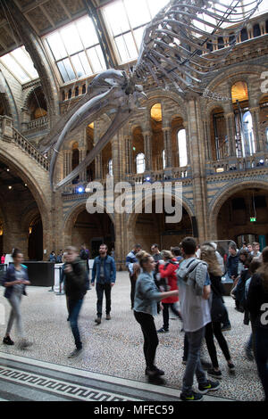 Gefederte Skelett eines Blauwals in Hintze Hall, der Haupteingang Platz am Natural History Museum in London, England, Vereinigtes Königreich. Das Museum zeigt eine breite Palette von Proben aus verschiedenen Segmenten der Naturgeschichte. Das Museum ist dem Leben und der Erde wissenschaft Exemplare aus rund 80 Millionen Artikel innerhalb von fünf wichtigsten Sammlungen: Botanik, Entomologie, Mineralogie, Paläontologie, Zoologie. Das Museum ist ein Zentrum der Forschung in der Taxonomie, Identifizierung und Erhaltung spezialisiert. Stockfoto