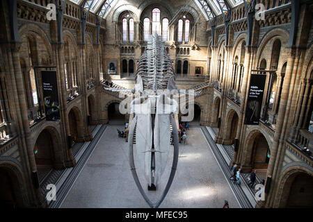 Gefederte Skelett eines Blauwals in Hintze Hall, der Haupteingang Platz am Natural History Museum in London, England, Vereinigtes Königreich. Das Museum zeigt eine breite Palette von Proben aus verschiedenen Segmenten der Naturgeschichte. Das Museum ist dem Leben und der Erde wissenschaft Exemplare aus rund 80 Millionen Artikel innerhalb von fünf wichtigsten Sammlungen: Botanik, Entomologie, Mineralogie, Paläontologie, Zoologie. Das Museum ist ein Zentrum der Forschung in der Taxonomie, Identifizierung und Erhaltung spezialisiert. Stockfoto