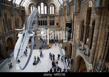 Gefederte Skelett eines Blauwals in Hintze Hall, der Haupteingang Platz am Natural History Museum in London, England, Vereinigtes Königreich. Das Museum zeigt eine breite Palette von Proben aus verschiedenen Segmenten der Naturgeschichte. Das Museum ist dem Leben und der Erde wissenschaft Exemplare aus rund 80 Millionen Artikel innerhalb von fünf wichtigsten Sammlungen: Botanik, Entomologie, Mineralogie, Paläontologie, Zoologie. Das Museum ist ein Zentrum der Forschung in der Taxonomie, Identifizierung und Erhaltung spezialisiert. Stockfoto