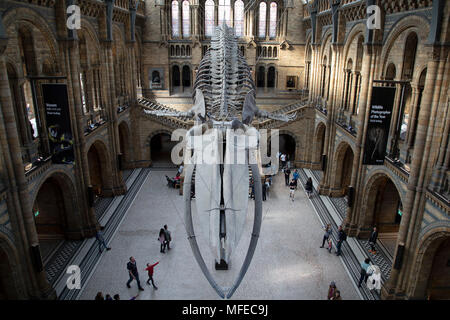 Gefederte Skelett eines Blauwals in Hintze Hall, der Haupteingang Platz am Natural History Museum in London, England, Vereinigtes Königreich. Das Museum zeigt eine breite Palette von Proben aus verschiedenen Segmenten der Naturgeschichte. Das Museum ist dem Leben und der Erde wissenschaft Exemplare aus rund 80 Millionen Artikel innerhalb von fünf wichtigsten Sammlungen: Botanik, Entomologie, Mineralogie, Paläontologie, Zoologie. Das Museum ist ein Zentrum der Forschung in der Taxonomie, Identifizierung und Erhaltung spezialisiert. Stockfoto