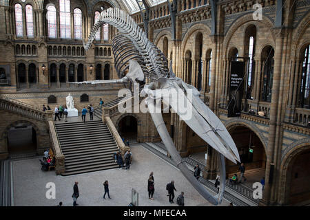 Gefederte Skelett eines Blauwals in Hintze Hall, der Haupteingang Platz am Natural History Museum in London, England, Vereinigtes Königreich. Das Museum zeigt eine breite Palette von Proben aus verschiedenen Segmenten der Naturgeschichte. Das Museum ist dem Leben und der Erde wissenschaft Exemplare aus rund 80 Millionen Artikel innerhalb von fünf wichtigsten Sammlungen: Botanik, Entomologie, Mineralogie, Paläontologie, Zoologie. Das Museum ist ein Zentrum der Forschung in der Taxonomie, Identifizierung und Erhaltung spezialisiert. Stockfoto