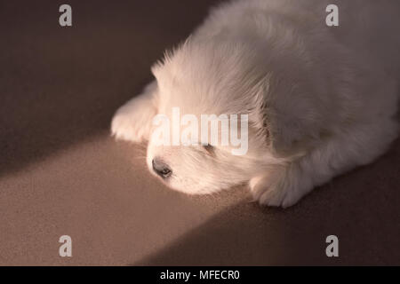 Kleine weiße Welpen. Der dunkle Hintergrund. Stockfoto