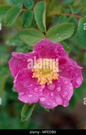 Weide ROSE Rosa Carolina North Carolina, USA Stockfoto