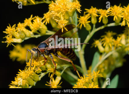 Papier WESPE Feldwespe sp. am Blütenstand Goldrute North Carolina, South East USA Stockfoto