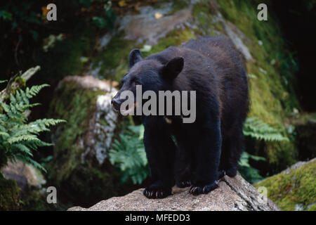 NORTH AMERICAN BLACK BEAR Ursus americanus in Fels Juli Anan Creek tragen Heiligtum, in der Nähe von Wrangell, Alaska, USA Stockfoto