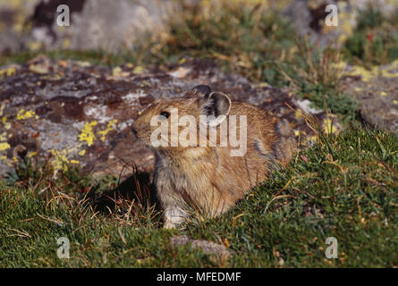 PIKA unter den Felsen an der Baumgrenze Ochotona sp. Colorado, im mittleren Westen der USA Stockfoto