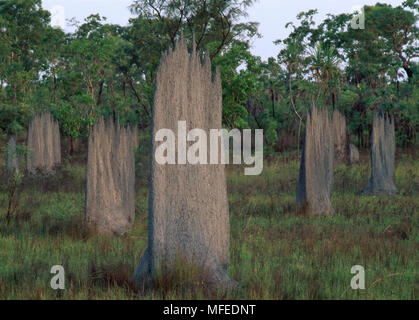 MAGNETIC TERMITE DAMM Lange Achse Nord/Süd N. Territory, Australien ausgerichtet. Termite Arten ist Amitermes meridionalis Stockfoto