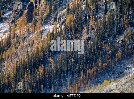 SUB-ALPINE Lärche Larix lyallii Wald im Herbst Farben nach dem ersten Winter schnee Banff National Park, Alberta, Kanada Stockfoto