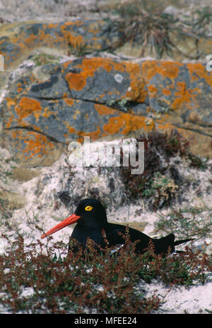 Magellanschen AUSTERNFISCHER Haematopus leucopodus am Nest. Falkland Inseln. Stockfoto
