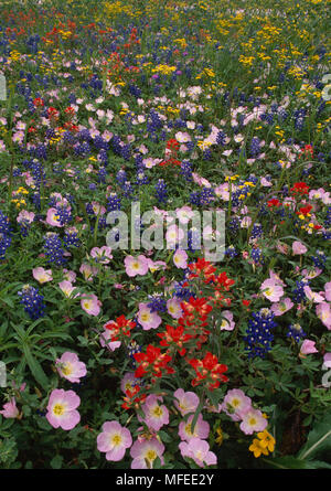 TEXAS PRAIRIE in der Blüte rosa Nachtkerze, Indian Paintbrush, Texan bluebonnet und Damianita Stockfoto