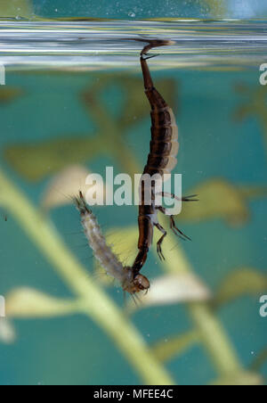 Tauchen Käfer Larven ('Tiger') unter einem Moskitonetz Larve, im Teich Wasser Michigan, USA Stockfoto