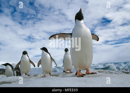 ADELIE PINGUINE Rückkehr von Ocean Pygoscelis adeliae Antarktis Stockfoto