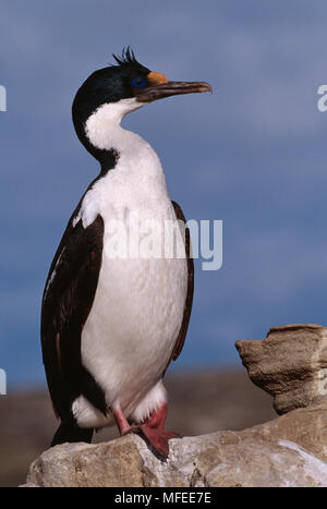 IMPERIAL KORMORAN Phalacrocorax atriceps Falkland, South Atlantic auch bekannt als Imperial Shag, König Kormoran oder Blue-eyed Kormoran Stockfoto