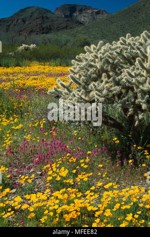 Mexikanische Mohn & OWL KLEE in der Blüte mit Cholla Cactus Organ Pipe National Monument, Sonoran Wüste, Arizona, SW USA Stockfoto