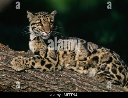 Nebelparder Neofelis nebulosa ruht (Captive), die in Malaysia Stockfoto