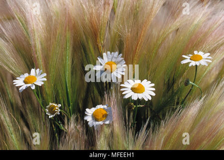 OX-EYE GÄNSEBLÜMCHEN Chrysantemum leucanthemum in foxtail Gerste Gras Colorado, USA, August Stockfoto