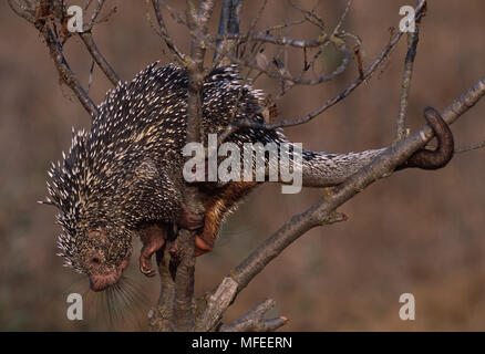 Im brasilianischen Porcupine Tree, Coendou prehensilis angezeigt Greifschwanz Stockfoto