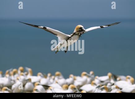 AUSTRALASIAN GANNET im Flug Sula serrator mit Nistmaterial Kap-entführer, North Island, Neuseeland Stockfoto