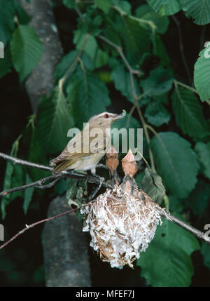 RED-eyed VIREO Vireo olivaceus füttern Junge im Nest, Michigan, USA. Stockfoto