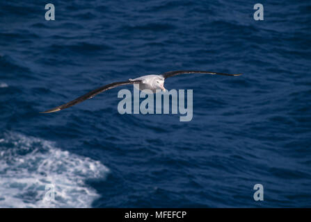 Schwarz der tiefsten ALBATROSS Diomedea melanophris unreifen im Flug Antarktis. Stockfoto