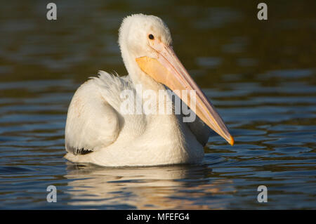 AMERICAN WHITE PELICAN Pelicanus erhthorhynchos Kalifornien, USA. Stockfoto