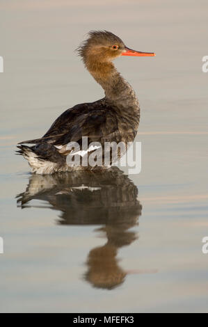 RED-BREASTED MERGANSER weiblichen Mergus serrator Florida Stockfoto