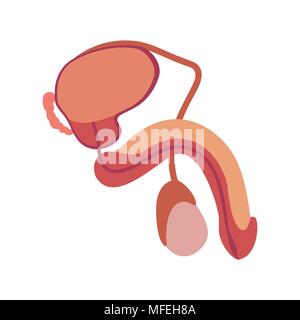 Das männliche Fortpflanzungssystem Abbildung Stock Vektor
