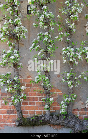 espaliered blühender Birnbaum in ummauerten Garten, Norfolk, england Stockfoto