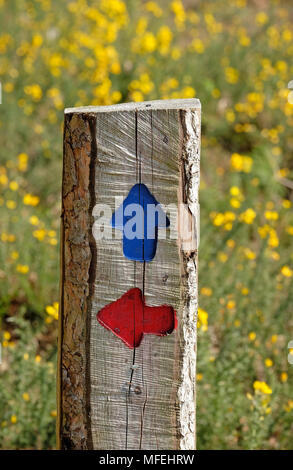 Blau und Rot Richtungspfeile auf hölzernen Fußweg Zeichen, Norfolk, England Stockfoto