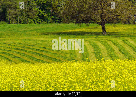 Wunderschöne Agrarlandschaft in Bettingen, Kanton Basel, Schweiz. Stockfoto