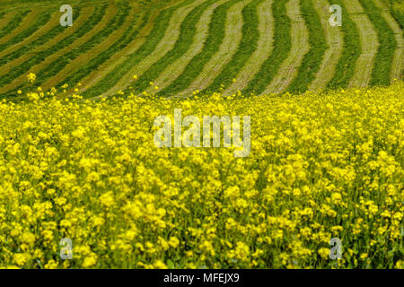 Wunderschöne Agrarlandschaft in Bettingen, Kanton Basel, Schweiz. Stockfoto