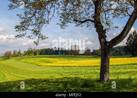 Wunderschöne Agrarlandschaft in Bettingen, Kanton Basel, Schweiz. Stockfoto